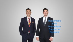 Boşanmada Evcil Hayvanların Durumu ve Paylaşımı